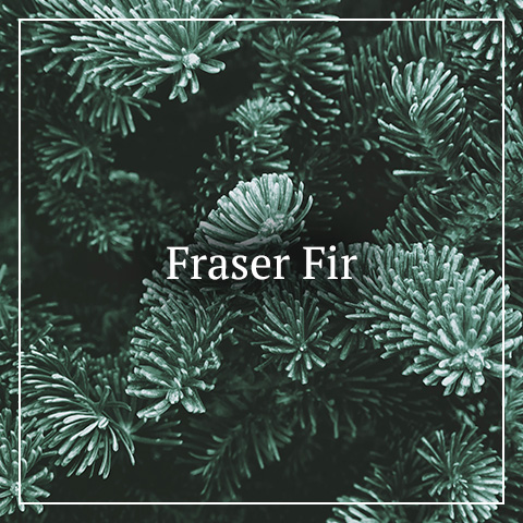 Fraser Fir Christmas tree