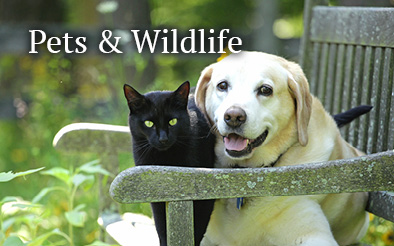 Pets and wildlife
