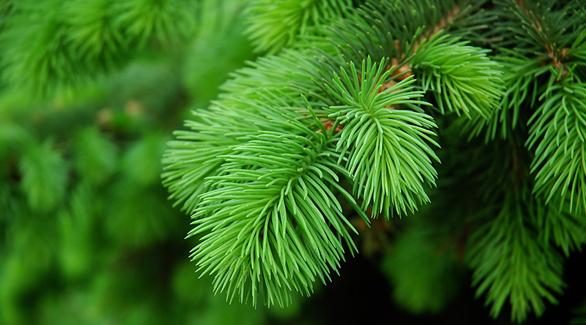 How to care for your Christmas tree