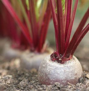 How to grow your own beetroot