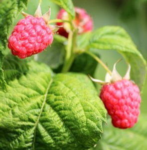 How to grow your own raspberries