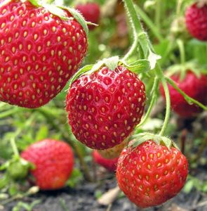 How to grow your own strawberries