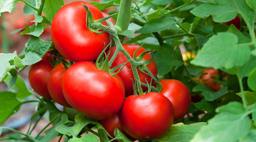 How to grow your own tomatoes