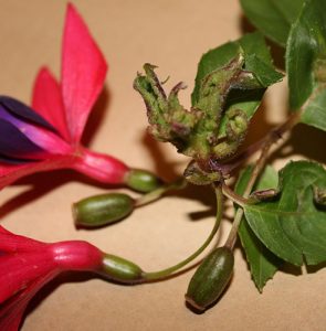 Fuchsia gall mite