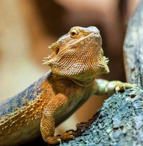 Caring for your bearded dragon