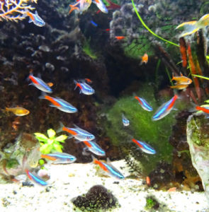 Caring for your tropical fish